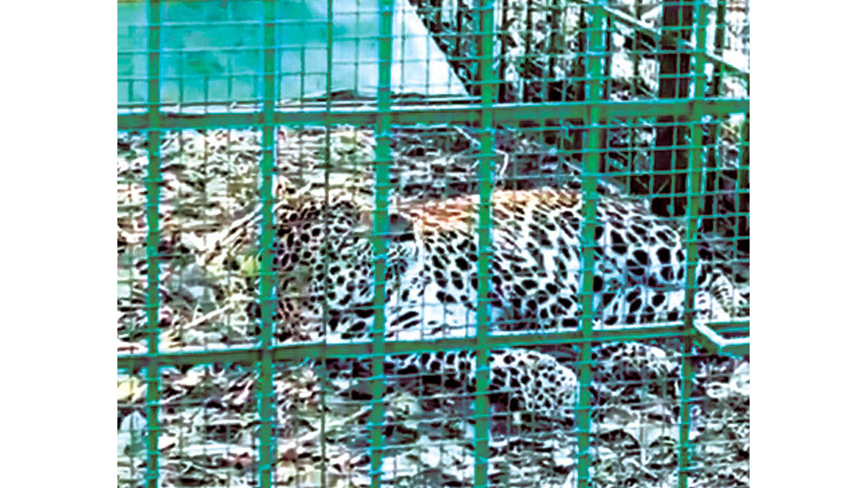 Leopard trapped at H.D. Kote taluk