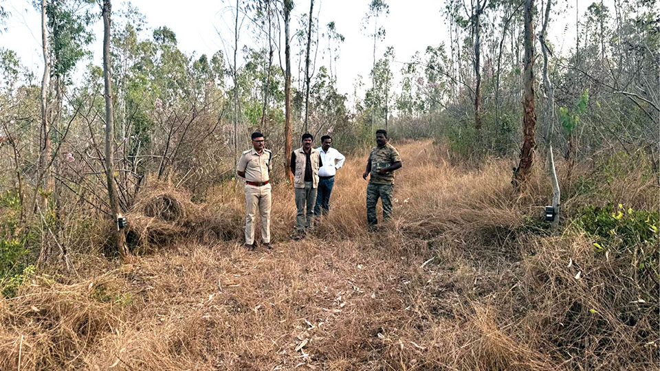Villagers in fear after spotting tiger near Jattihundi
