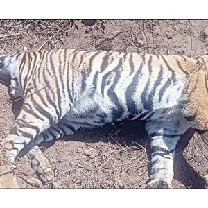 Tiger dies after getting trapped in a snare at Nagarahole