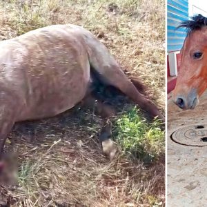 Prosthetic gives horse fresh start