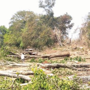 Trees axed... Over 40 full grown trees felled on Kapila River banks