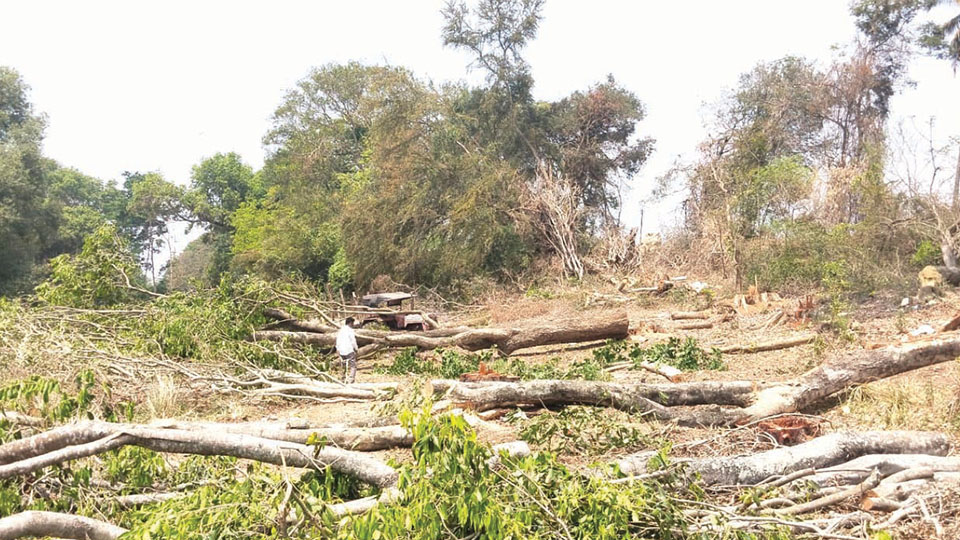 Trees axed… Over 40 full grown trees felled on Kapila River banks