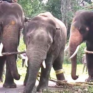 Elephant destroying estates, paddy in Kodagu caught: Shifted to Mathigodu Elephant Camp