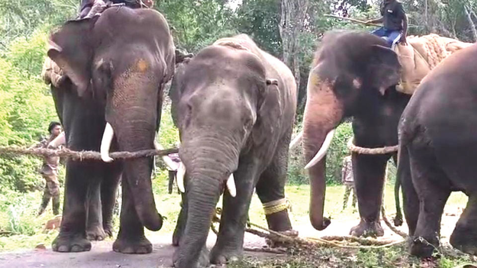 Elephant destroying estates, paddy in Kodagu caught: Shifted to Mathigodu Elephant Camp