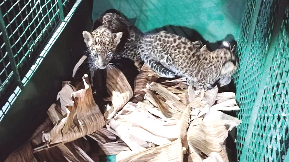 Attempt to reunite rescued leopard cubs with mother