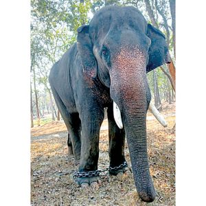 Elephant Abhi dies of illness at Mathigodu Elephant Camp