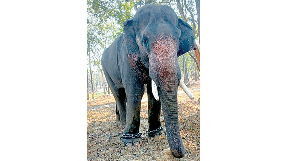 Elephant Abhi dies of illness at Mathigodu Elephant Camp