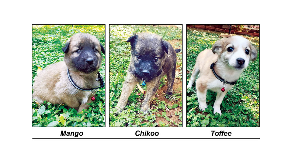 Star Pups: Adopt us…