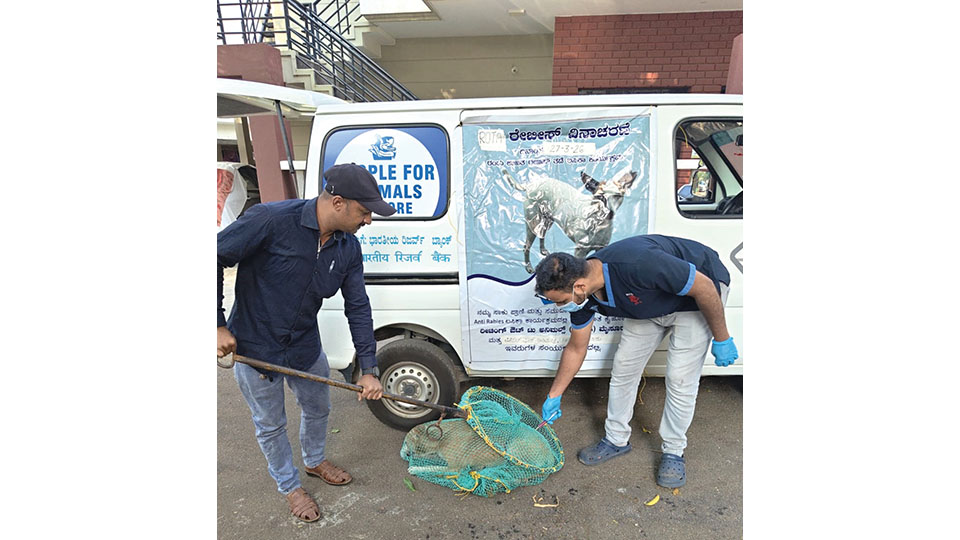 Anti-rabies vaccination drive held across Mysuru