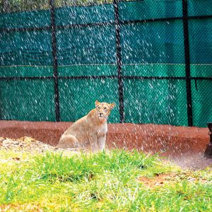 Water sprinklers, fruits keep Zoo animals cool
