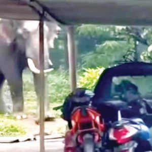 Wildlife attacks on humans across Karnataka: 160 killed in 3 years;  5 students among victims