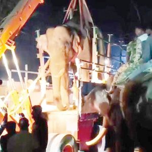 Tusker captured in Kodagu, released into wild at Bandipur