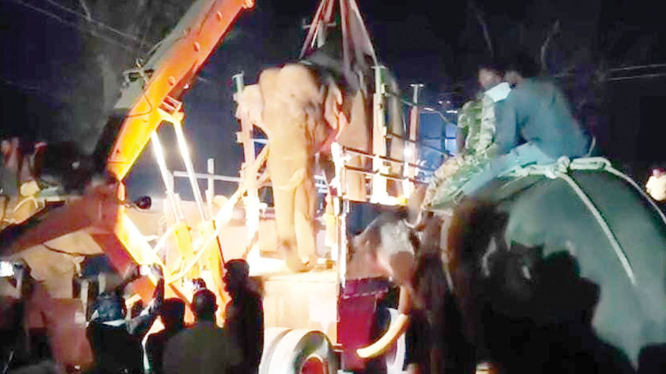 Tusker captured in Kodagu, released into wild at Bandipur