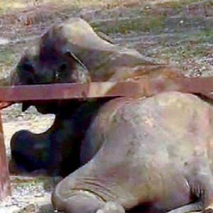 Jumbo stuck in rail barricade