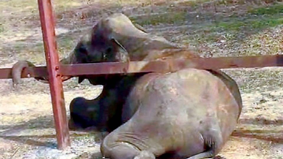 Jumbo stuck in rail barricade