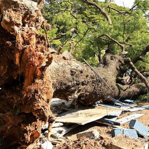 100-year-old tree falls...