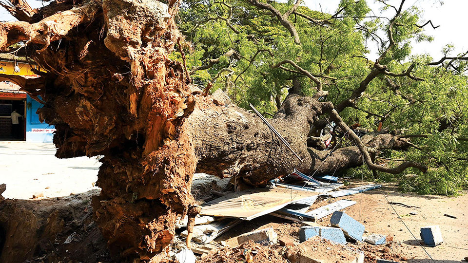 100-year-old tree falls…