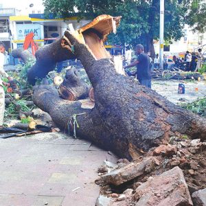 Miraculous escape for motorists as huge tree falls across road