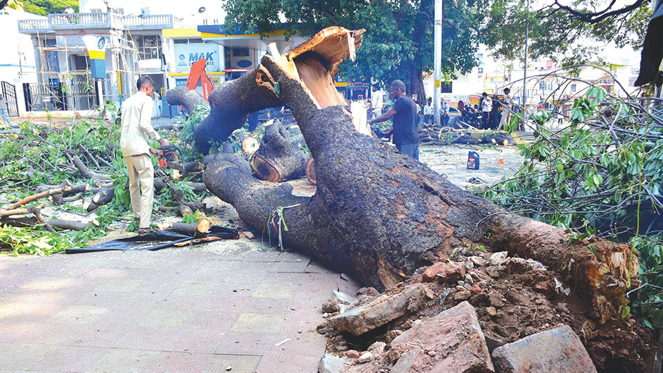 Miraculous escape for motorists as huge tree falls across road