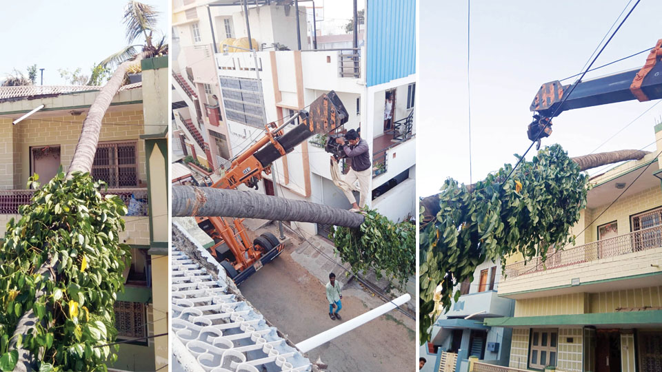 MCC must urgently trim dangerous tree branches