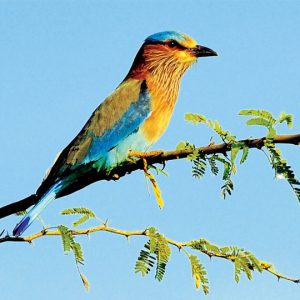 Birds & butterflies of Chamundi Hill