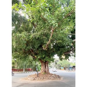 Vriksha Varthula: A one-of-a-kind Tree Circle in Ramakrishnanagar