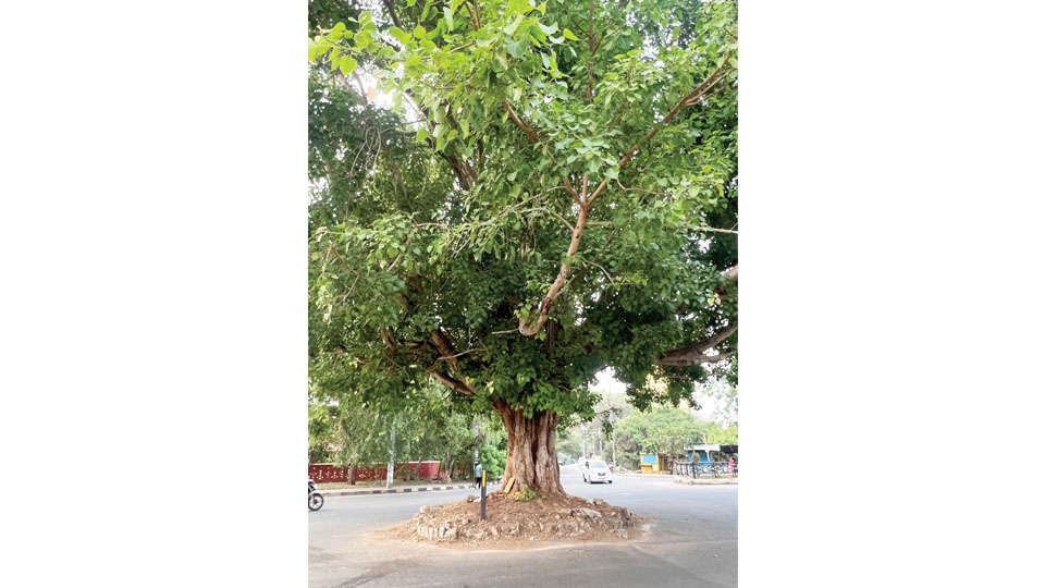 Vriksha Varthula: A one-of-a-kind Tree Circle in Ramakrishnanagar