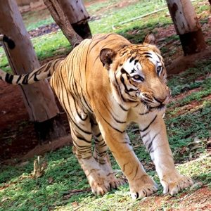 Ailing Zoo tiger ‘Pruthvi’ dies