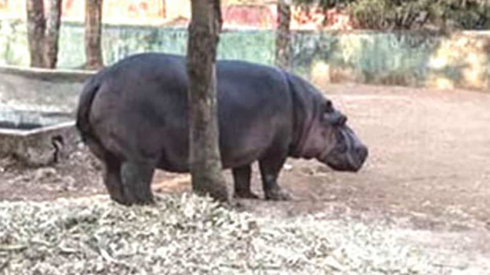 Ailing hippo that attacked Vet dies at Shivamogga Zoo