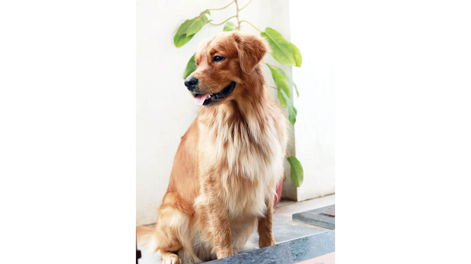 Golden Retriever dies of heatstroke; vets urge caution