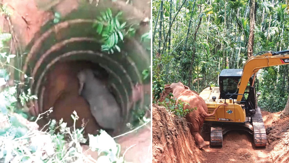 Wild jumbo rescued from dry well