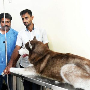 Two pet dogs die of heat stroke