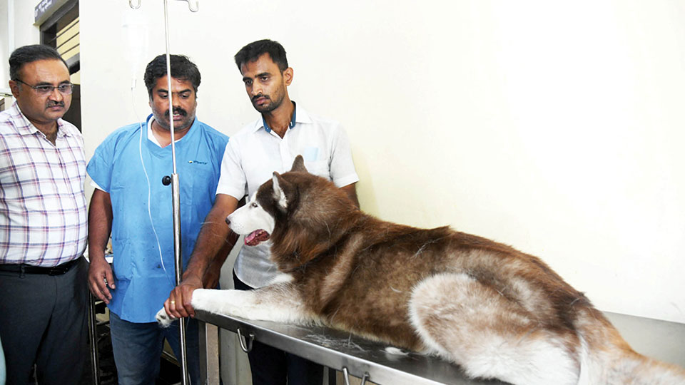 Two pet dogs die of heat stroke