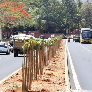Pink Poui saplings now line Hyder Ali Road