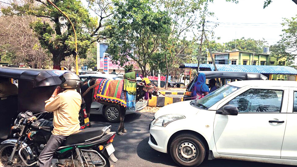 ‘Basava’ holds traffic for alms…