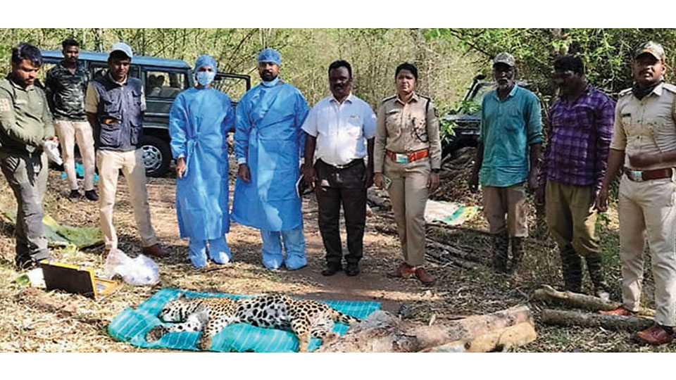 Leopardess dies of suspected bullet injuries in Hunsur