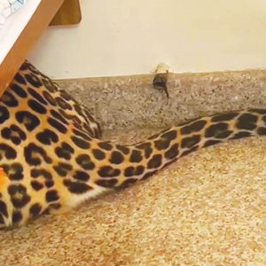 Leopard found under bed at Siddarthanagar house