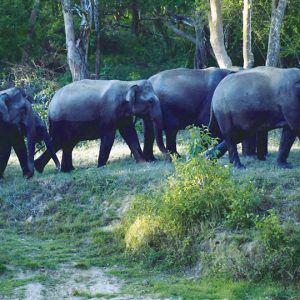 Unseasonal showers turn Bandipur green