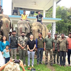 Karnataka mahouts capture ‘makhna’ elephant in Arunachal Pradesh