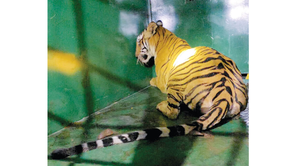Tiger on the prowl in Bandipur forest fringe villages captured