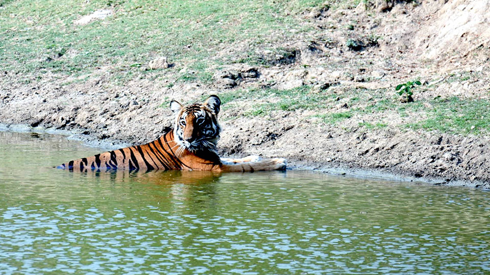 Tiger cools off in forest pond at Nagarahole