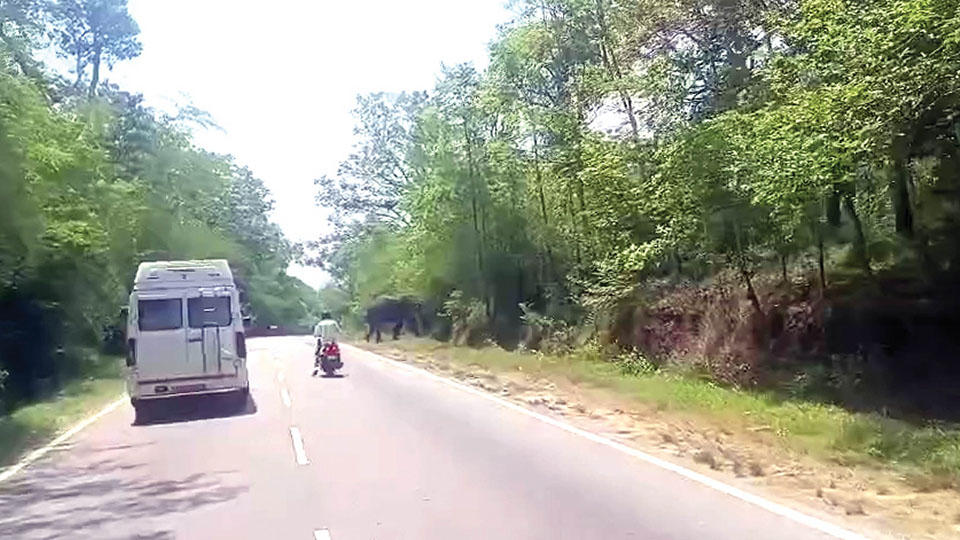 Wild elephant blocks traffic on Kushalnagar-Mysuru Highway