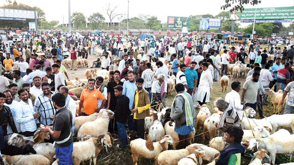 Finally… Sheep Free