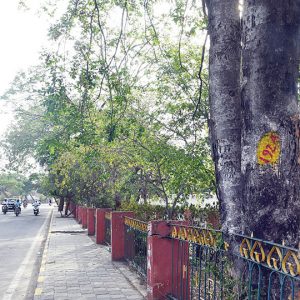 Flyover, Highway expansion projects: 561 trees to be axed
