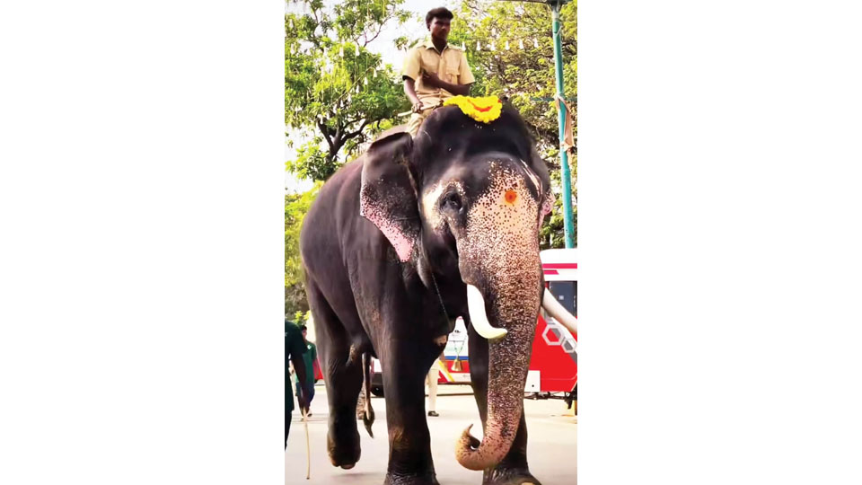 Fatal Dubare Camp elephant clash: Kanjan barred from Mysuru Dasara