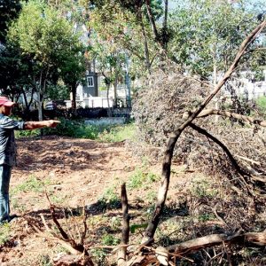 Eight trees felled for Open Gym at Park