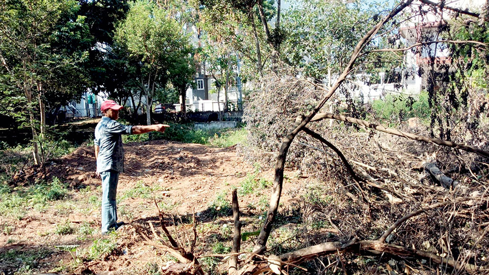 Eight trees felled for Open Gym at Park