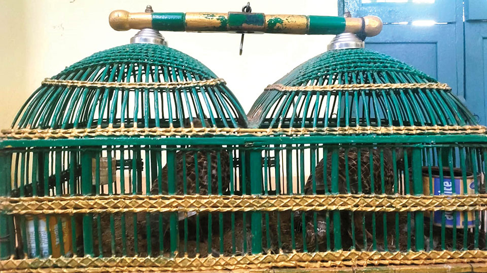 One held for attempting to sell Indian Grey Partridge birds