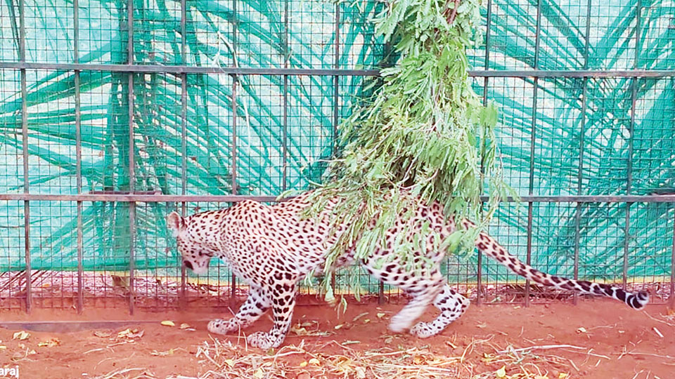Leopard that killed child trapped in cage