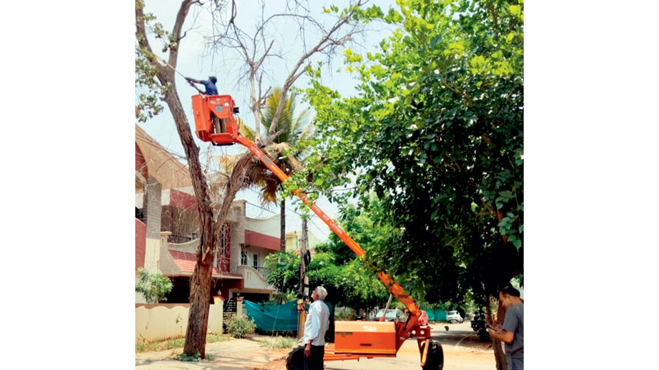 MCC begins tree pruning